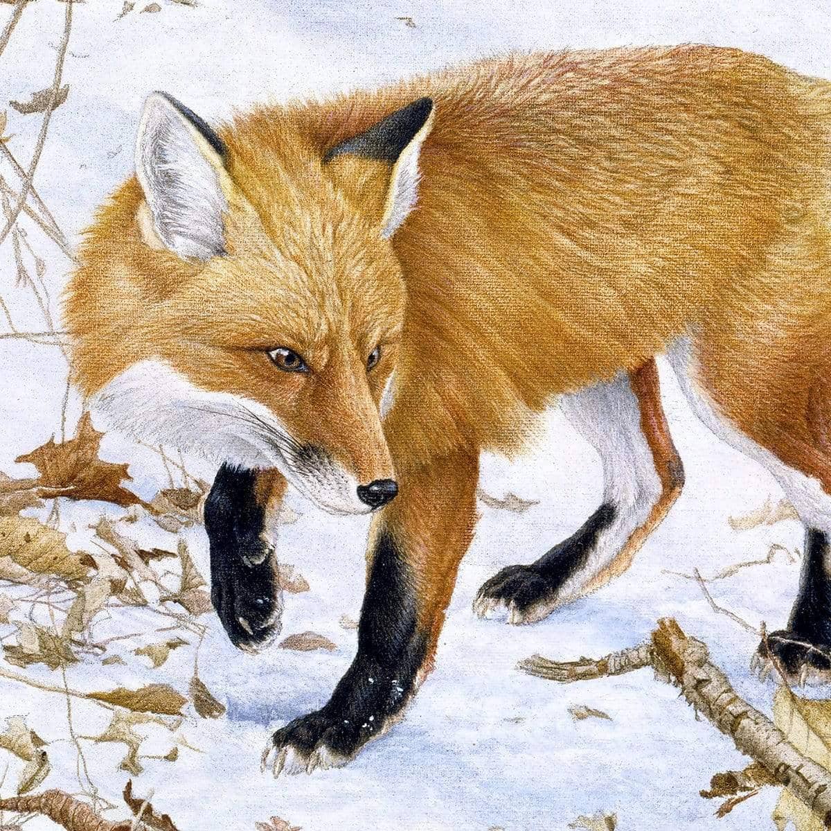 Red Fox and Cedar - Art Print | Artwork by Glen Loates