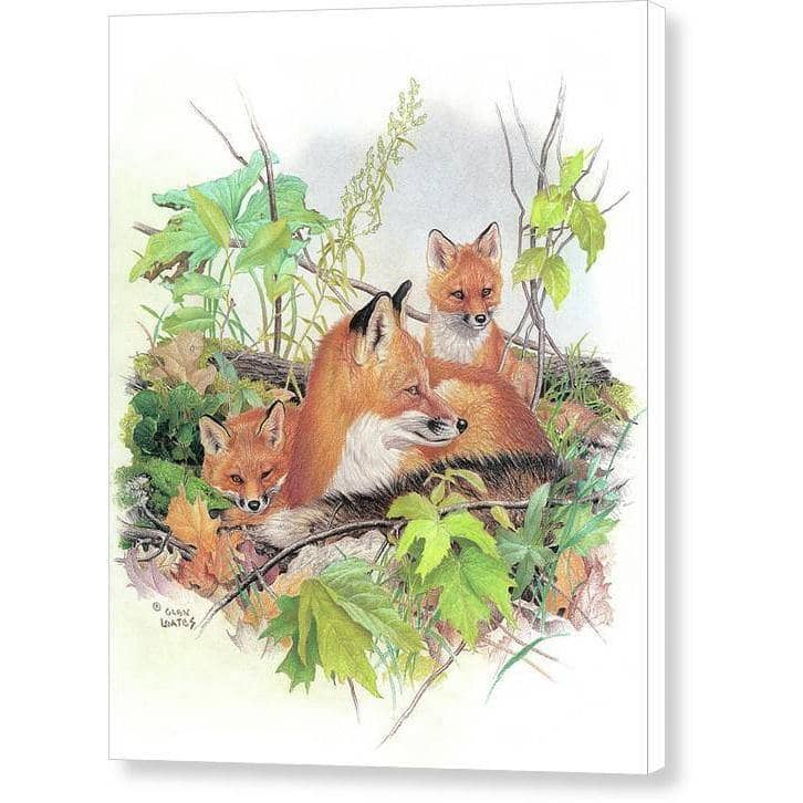 Red Fox and Kits - Canvas Print | Artwork by Glen Loates