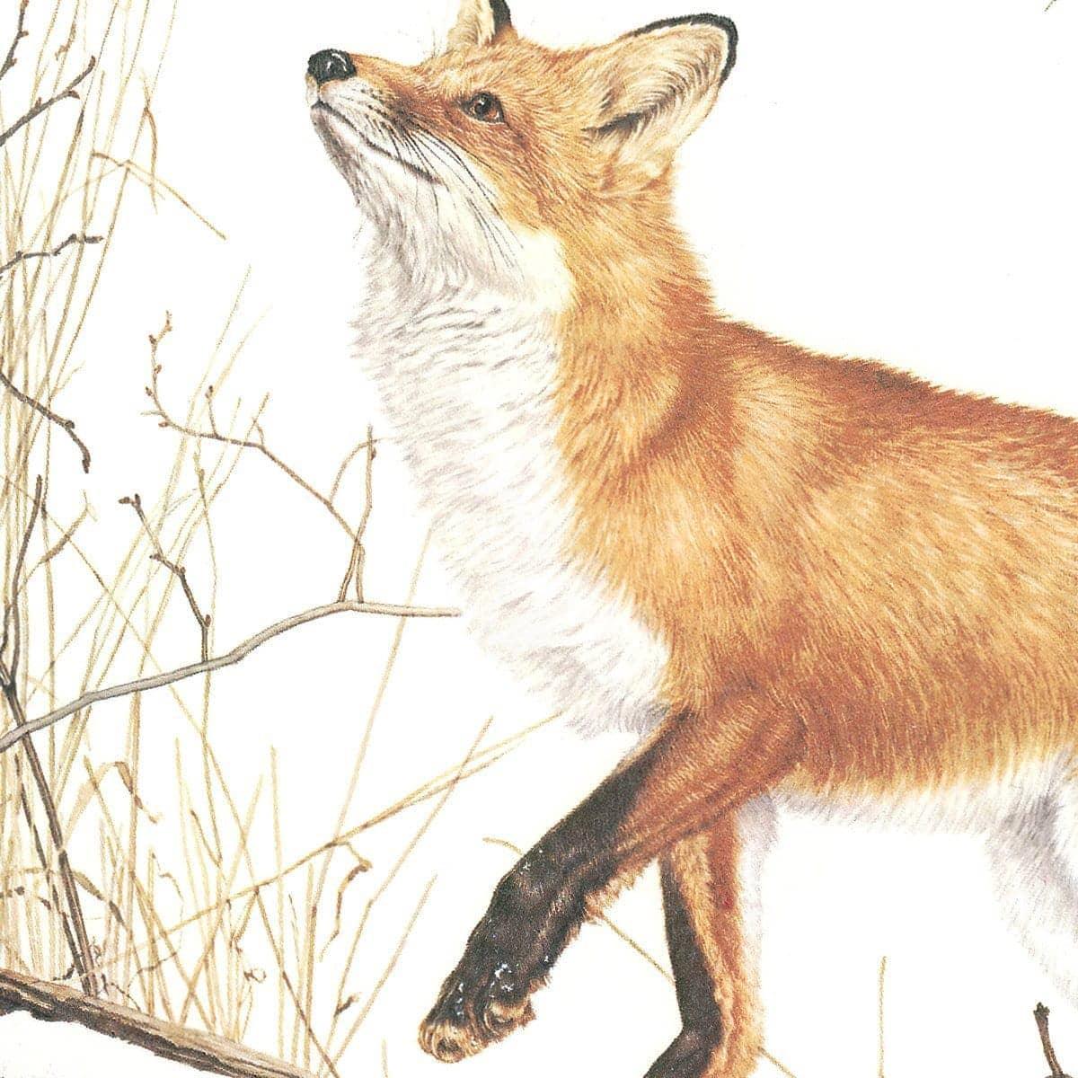 Red Fox And Ring-necked Pheasant - Art Print | Artwork by Glen Loates
