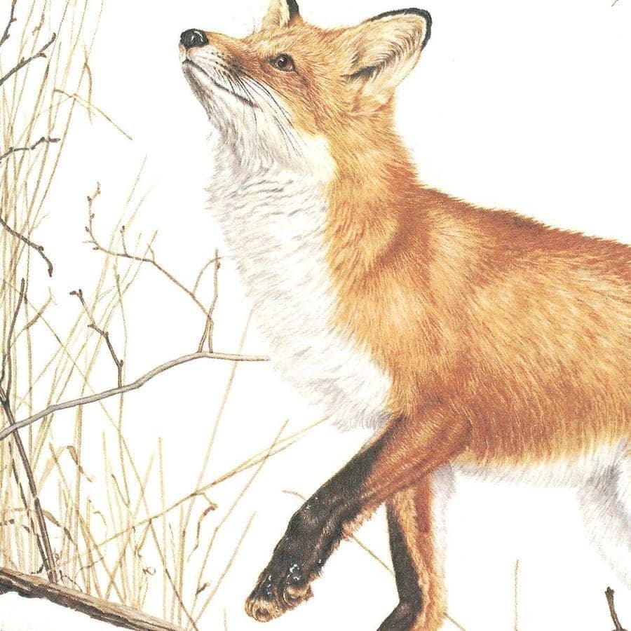 Red Fox and Ring-necked Pheasant - Canvas Print | Artwork by Glen Loates