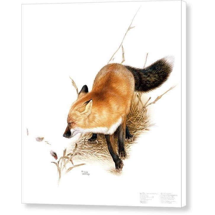 Red Fox - Canvas Print | Artwork by Glen Loates