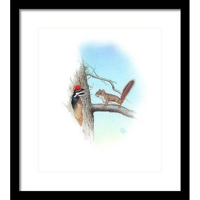 Red Squirrel and Pileated Woodpecker - Framed Print | Artwork by Glen Loates