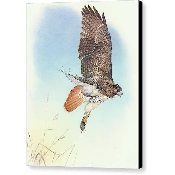 Red-tailed Hawk - Canvas Print | Artwork by Glen Loates