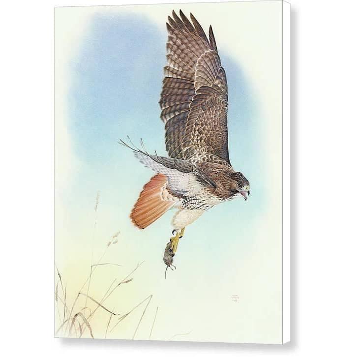 Red-tailed Hawk - Canvas Print | Artwork by Glen Loates