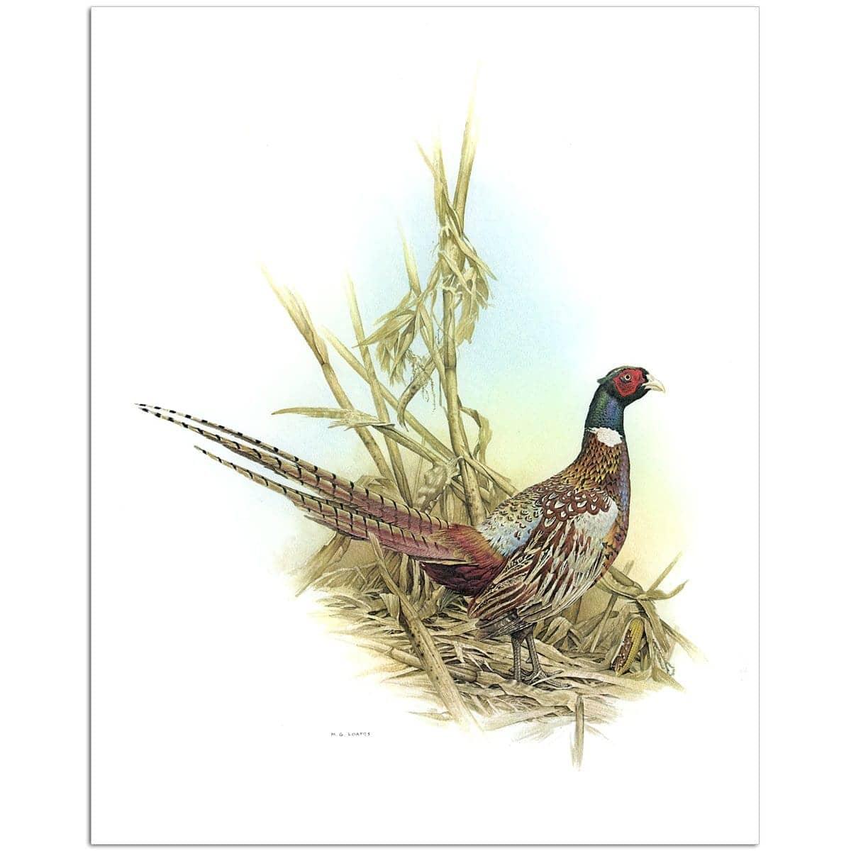 Ring Necked Pheasant - Art Print | Artwork by Glen Loates