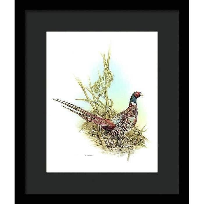 Ring Necked Pheasant - Framed Print | Artwork by Glen Loates