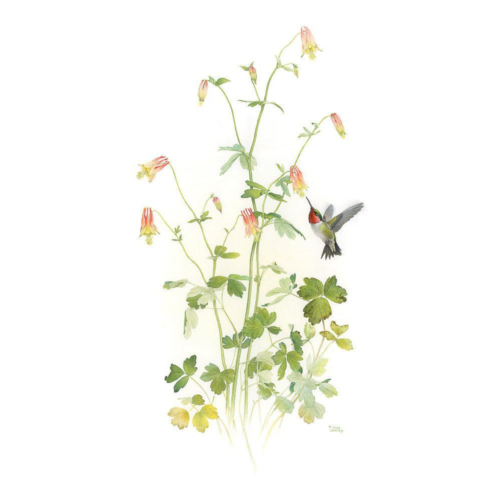 Ruby-throated Hummingbird with Red Columbine - Canvas Print | Artwork by Glen Loates