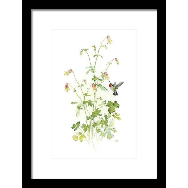 Ruby-throated Hummingbird with Red Columbine - Framed Print | Artwork by Glen Loates