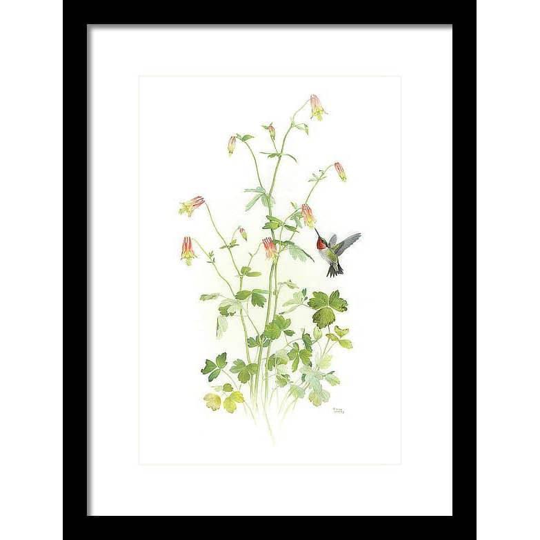 Ruby-throated Hummingbird with Red Columbine - Framed Print | Artwork by Glen Loates