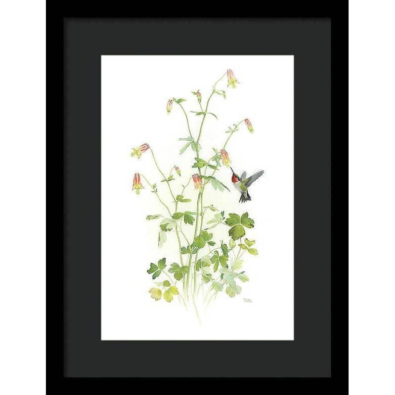 Ruby-throated Hummingbird with Red Columbine - Framed Print | Artwork by Glen Loates