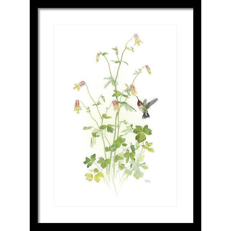 Ruby-throated Hummingbird with Red Columbine - Framed Print | Artwork by Glen Loates