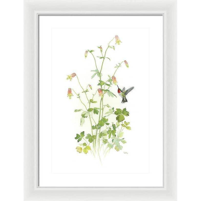 Ruby-throated Hummingbird with Red Columbine - Framed Print | Artwork by Glen Loates