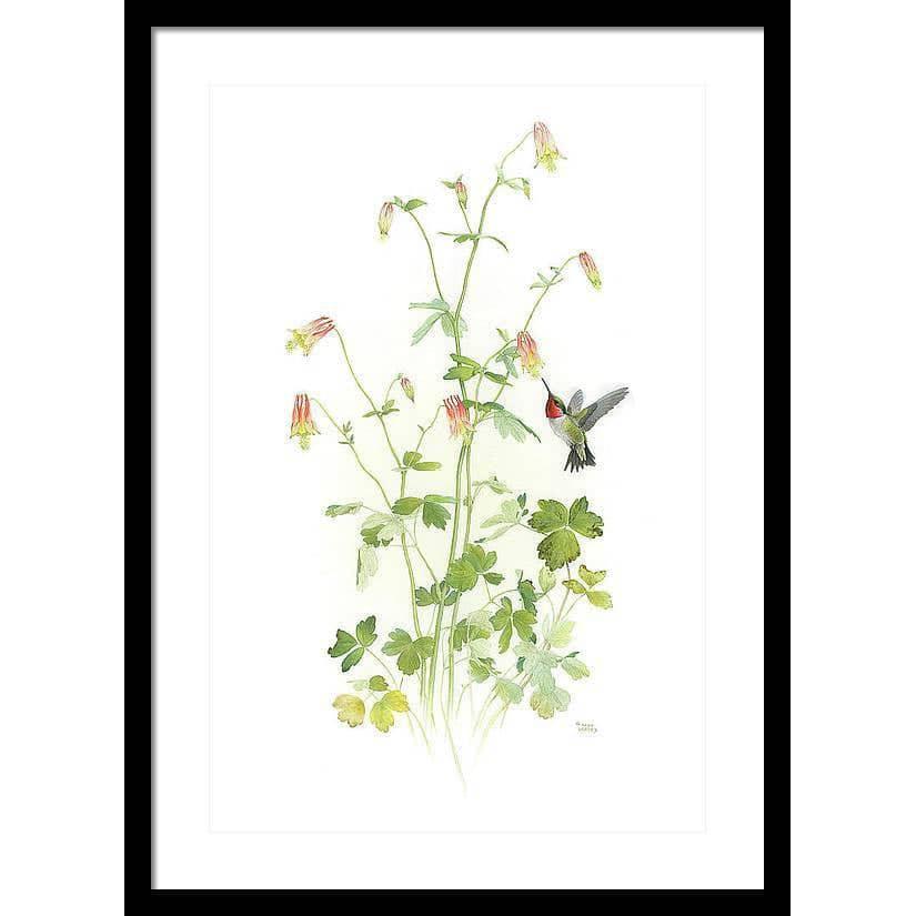 Ruby-throated Hummingbird with Red Columbine - Framed Print | Artwork by Glen Loates