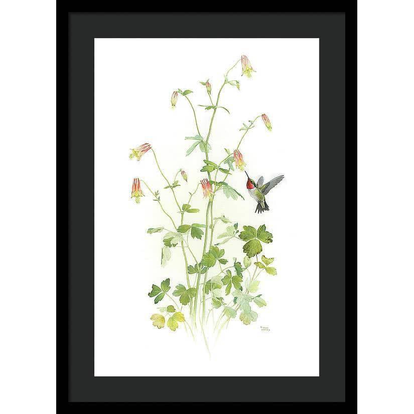 Ruby-throated Hummingbird with Red Columbine - Framed Print | Artwork by Glen Loates