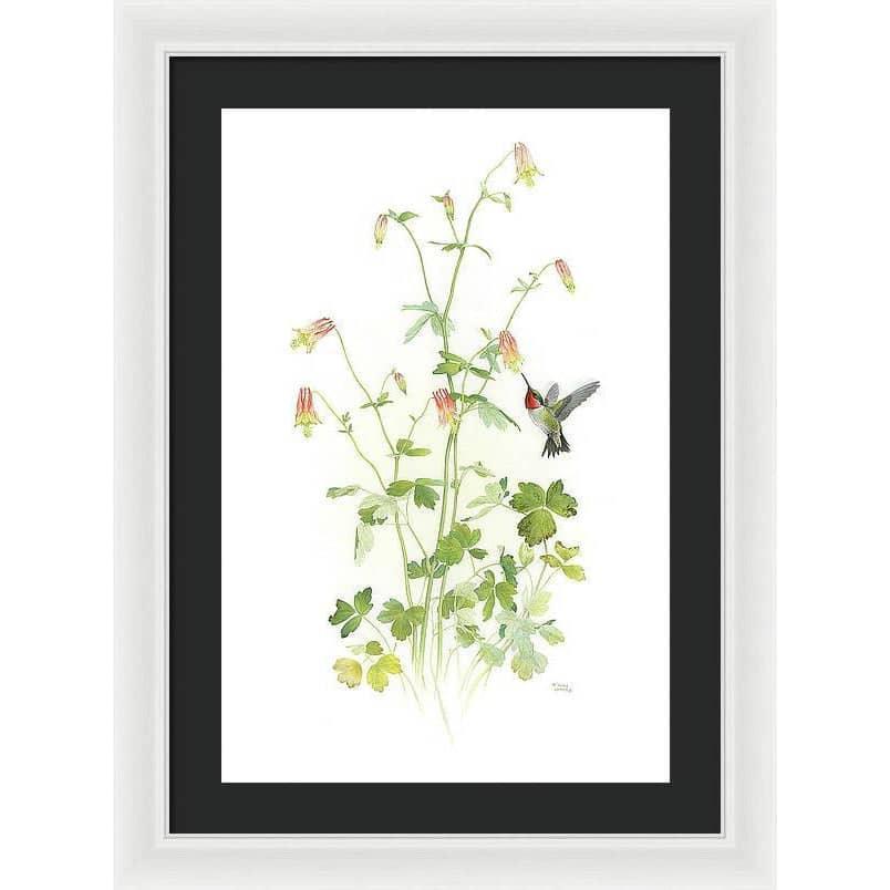 Ruby-throated Hummingbird with Red Columbine - Framed Print | Artwork by Glen Loates