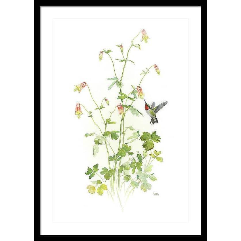 Ruby-throated Hummingbird with Red Columbine - Framed Print | Artwork by Glen Loates