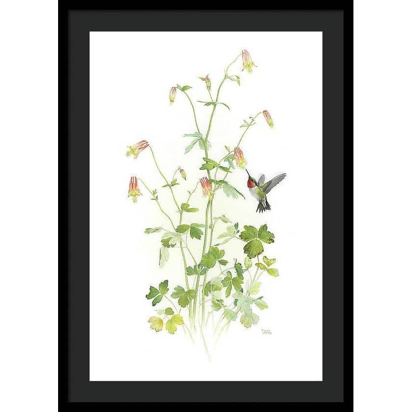 Ruby-throated Hummingbird with Red Columbine - Framed Print | Artwork by Glen Loates