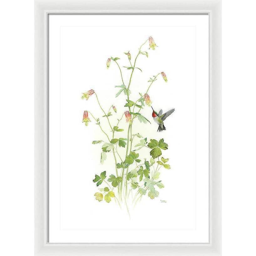 Ruby-throated Hummingbird with Red Columbine - Framed Print | Artwork by Glen Loates