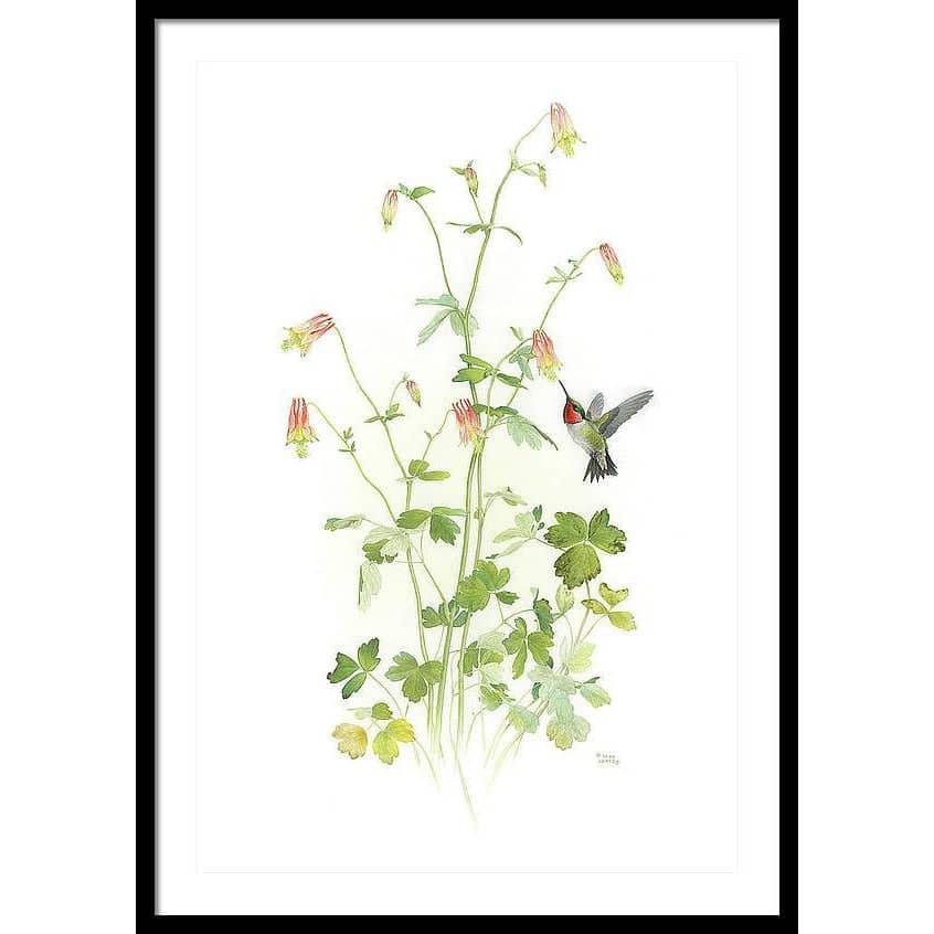 Ruby-throated Hummingbird with Red Columbine - Framed Print | Artwork by Glen Loates