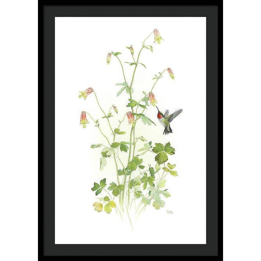 Ruby-throated Hummingbird with Red Columbine - Framed Print | Artwork by Glen Loates