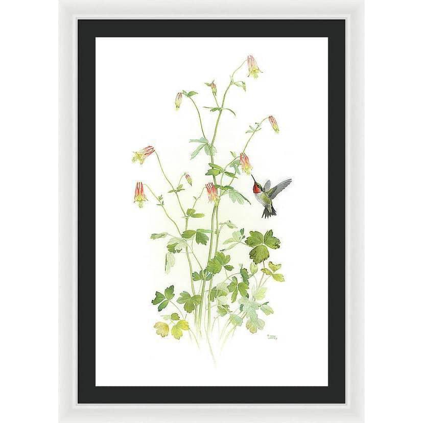 Ruby-throated Hummingbird with Red Columbine - Framed Print | Artwork by Glen Loates