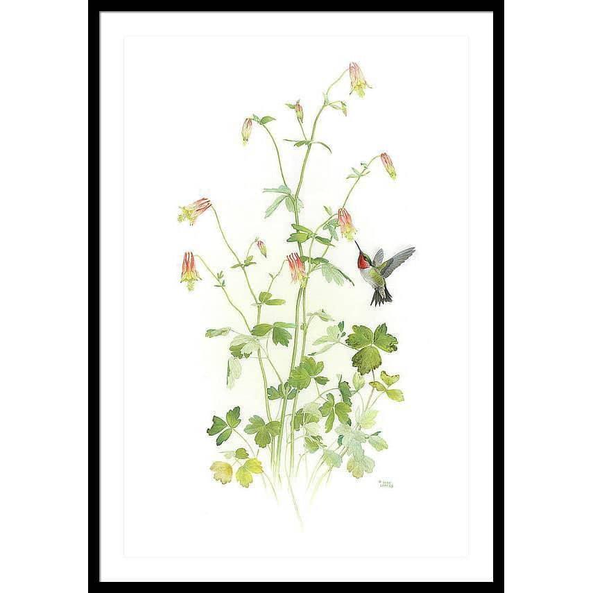 Ruby-throated Hummingbird with Red Columbine - Framed Print | Artwork by Glen Loates