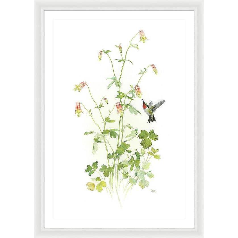 Ruby-throated Hummingbird with Red Columbine - Framed Print | Artwork by Glen Loates