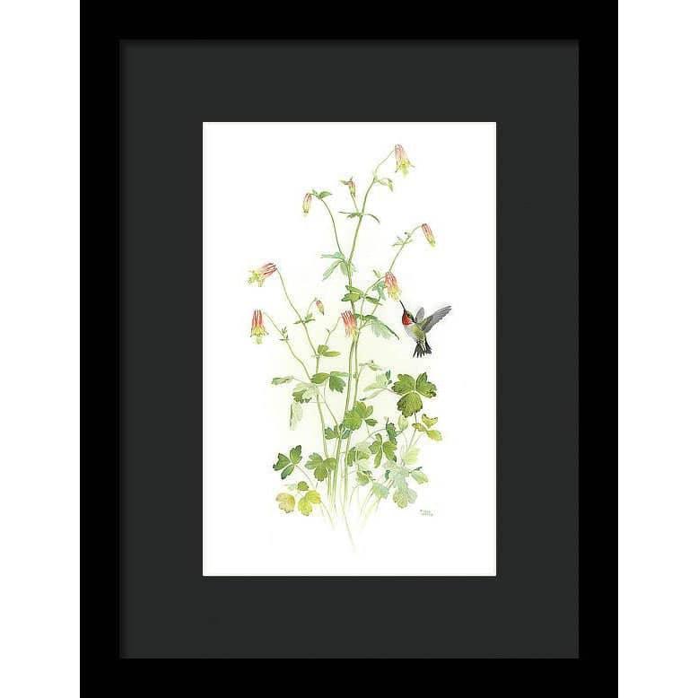 Ruby-throated Hummingbird with Red Columbine - Framed Print | Artwork by Glen Loates