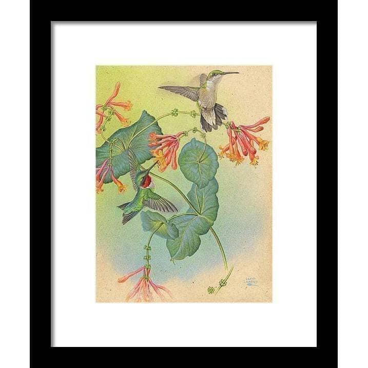 Ruby-throated Hummingbirds with Trumpet Flower - Framed Print | Artwork by Glen Loates