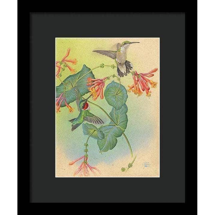 Ruby-throated Hummingbirds with Trumpet Flower - Framed Print | Artwork by Glen Loates