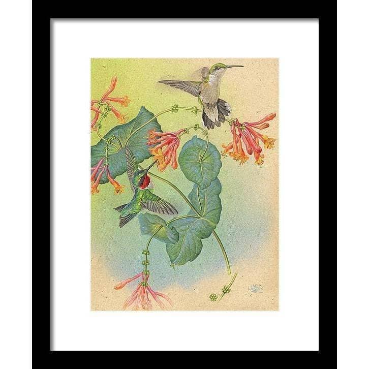 Ruby-throated Hummingbirds with Trumpet Flower - Framed Print | Artwork by Glen Loates