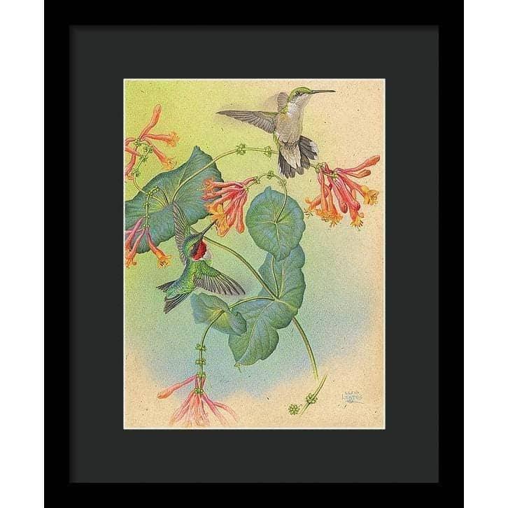 Ruby-throated Hummingbirds with Trumpet Flower - Framed Print | Artwork by Glen Loates