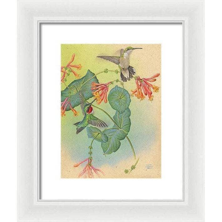 Ruby-throated Hummingbirds with Trumpet Flower - Framed Print | Artwork by Glen Loates
