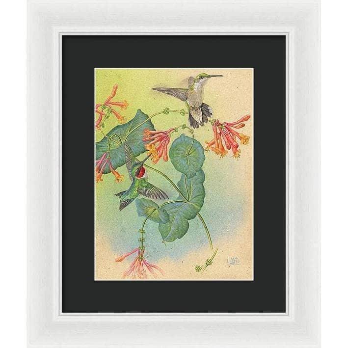 Ruby-throated Hummingbirds with Trumpet Flower - Framed Print | Artwork by Glen Loates