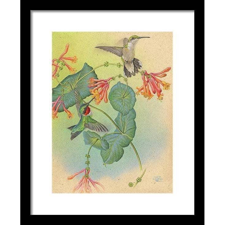Ruby-throated Hummingbirds with Trumpet Flower - Framed Print | Artwork by Glen Loates