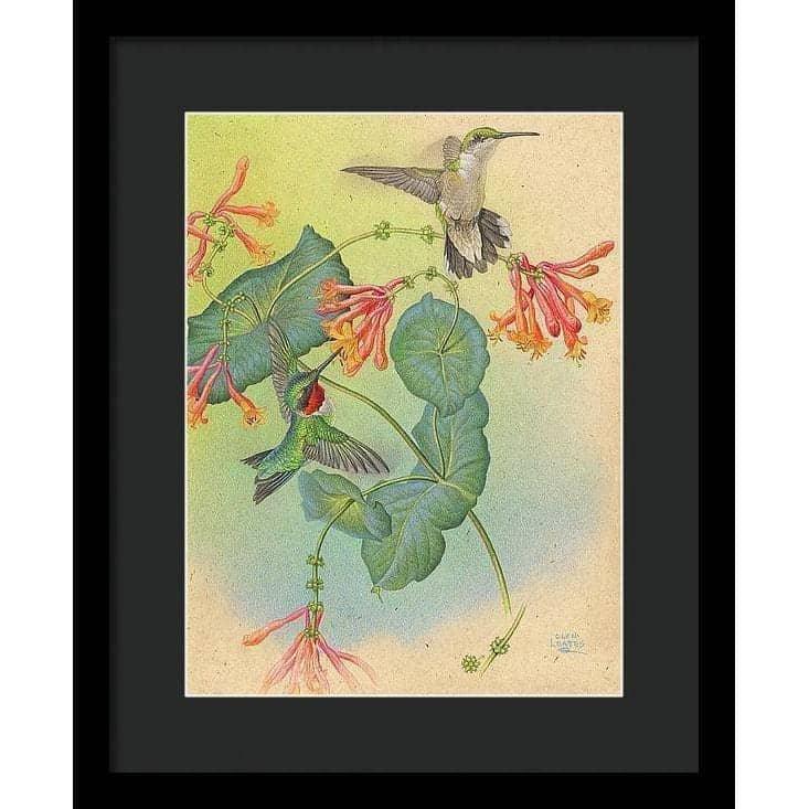 Ruby-throated Hummingbirds with Trumpet Flower - Framed Print | Artwork by Glen Loates