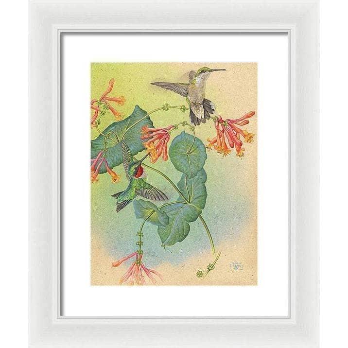 Ruby-throated Hummingbirds with Trumpet Flower - Framed Print | Artwork by Glen Loates