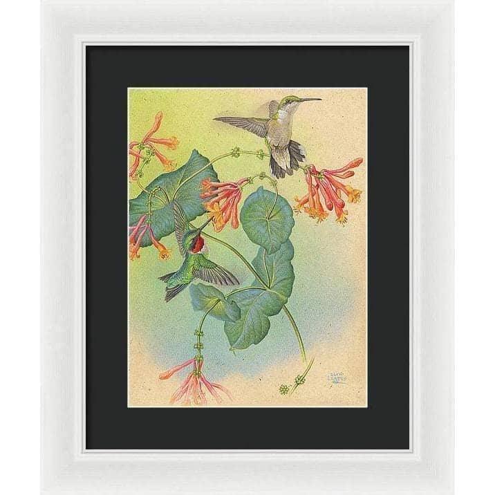 Ruby-throated Hummingbirds with Trumpet Flower - Framed Print | Artwork by Glen Loates