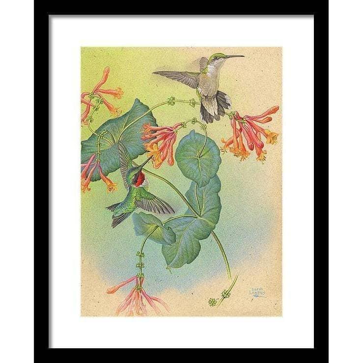 Ruby-throated Hummingbirds with Trumpet Flower - Framed Print | Artwork by Glen Loates