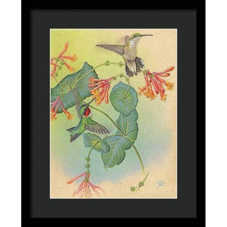 Ruby-throated Hummingbirds with Trumpet Flower - Framed Print | Artwork by Glen Loates