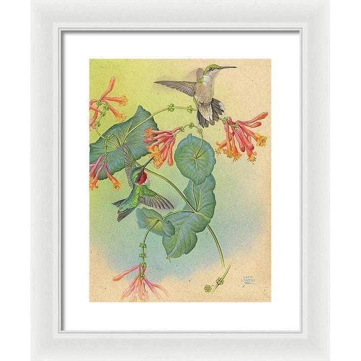 Ruby-throated Hummingbirds with Trumpet Flower - Framed Print | Artwork by Glen Loates