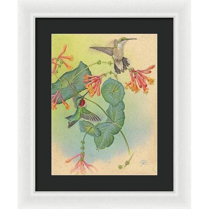 Ruby-throated Hummingbirds with Trumpet Flower - Framed Print | Artwork by Glen Loates