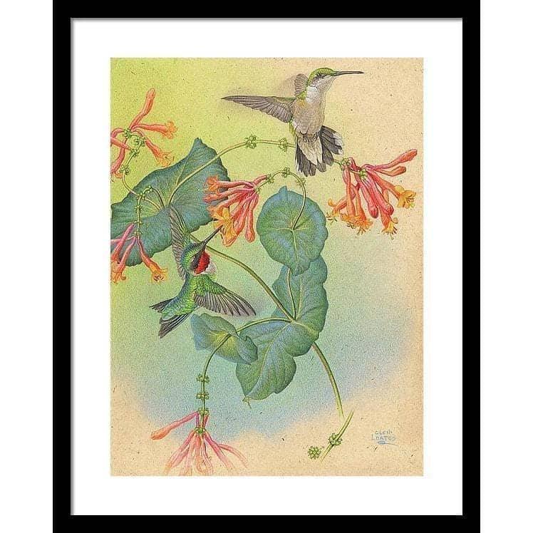 Ruby-throated Hummingbirds with Trumpet Flower - Framed Print | Artwork by Glen Loates