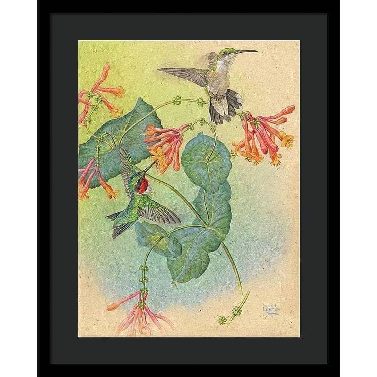 Ruby-throated Hummingbirds with Trumpet Flower - Framed Print | Artwork by Glen Loates