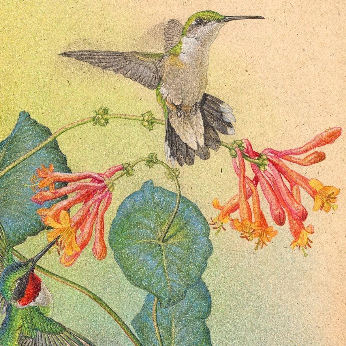 Ruby-throated Hummingbirds with Trumpet Flower - Framed Print | Artwork by Glen Loates