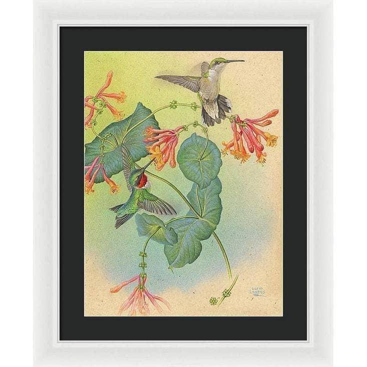 Ruby-throated Hummingbirds with Trumpet Flower - Framed Print | Artwork by Glen Loates