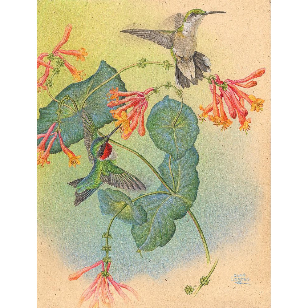 Ruby-throated Hummingbirds with Trumpet Flower - Framed Print | Artwork by Glen Loates