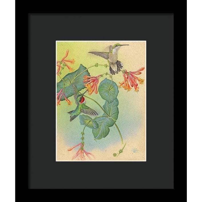 Ruby-throated Hummingbirds with Trumpet Flower - Framed Print | Artwork by Glen Loates