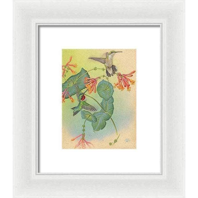 Ruby-throated Hummingbirds with Trumpet Flower - Framed Print | Artwork by Glen Loates