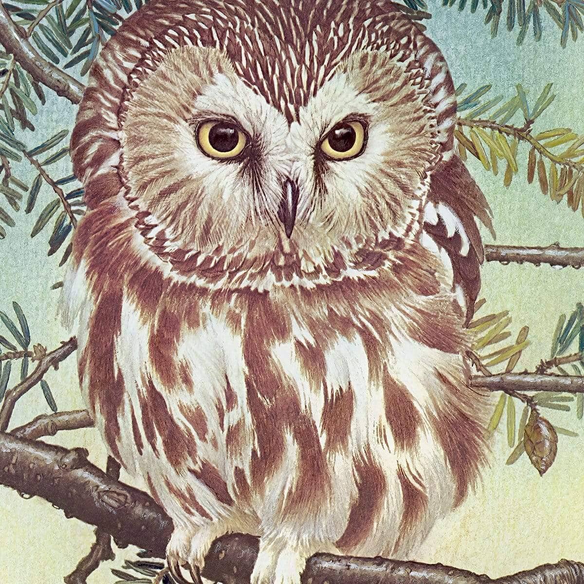 Saw-Whet Owl - Framed Print | Artwork by Glen Loates